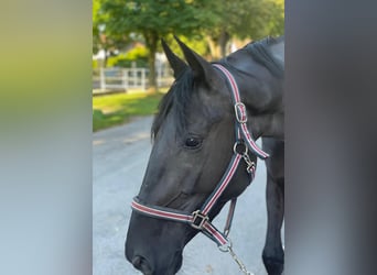 Irish Sport Horse, Stute, 5 Jahre, 167 cm, Rappe, in Stadl-Paura