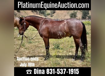 Quarter horse américain, Hongre, 6 Ans, Roan-Bay, in Paso Robles, CA,