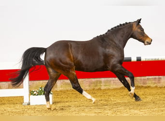 Plus de poneys/petits chevaux, Hongre, 6 Ans, 136 cm, Bai, in Waddinxveen,