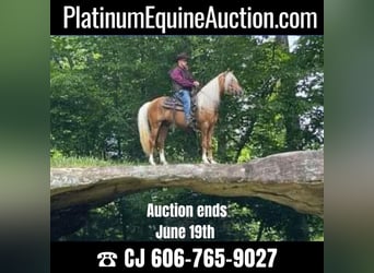 Tennessee walking horse, Hongre, 8 Ans, 155 cm, Palomino, in Whitley City KY,
