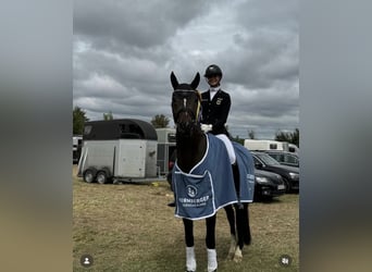 Gelding 9 years