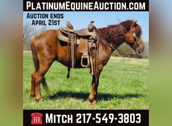 American Quarter Horse, Wallach, 10 Jahre, 114 cm, Dunkelfuchs, in Brownstown IL,