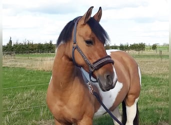 NRPS, Mare, 10 years, 15 hh, Pinto, in Erftstadt,