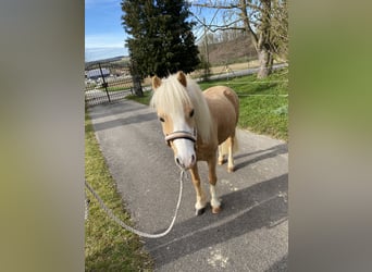 Welsh A (Mountain Pony), Gelding, 8 years, 11.3 hh, Palomino, in Eichendorf,