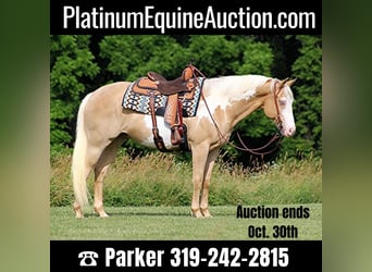 American Quarter Horse, Wallach, 13 Jahre, 160 cm, Palomino, in Brodhead KY,