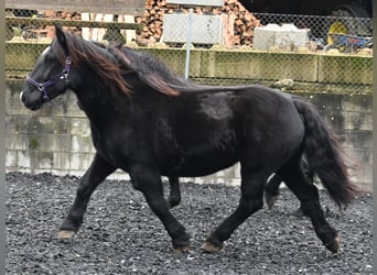 Noriker, Stute, 11 Jahre, 156 cm, in Küssaberg,