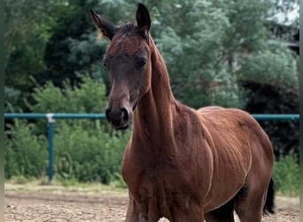 Caballo de deporte alemán, Semental, Potro (05/2026), Negro, in Prenzlau