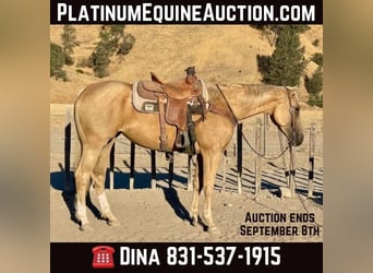 American Quarter Horse, Giumenta, 6 Anni, 155 cm, Palomino, in Paicines CA