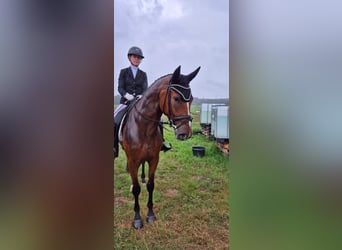 Gelding 4 years