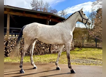 Oldenburger Springpferd, Stute, 6 Jahre, 168 cm, Apfelschimmel, in Sangerhausen