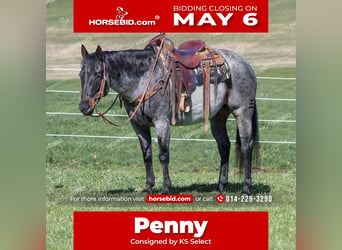American Quarter Horse, Gelding, 9 years, 15 hh, Roan-Blue, in Brookville,