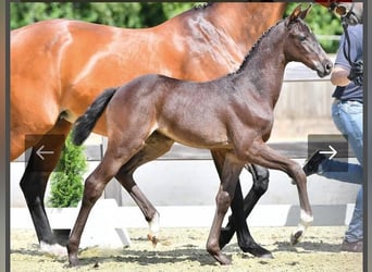 Oldenburger Springpferd, Stute, 3 Jahre, in Wetschen,