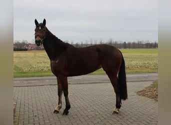 Hannover, Giumenta, 4 Anni, 161 cm, Baio, in Lingen,