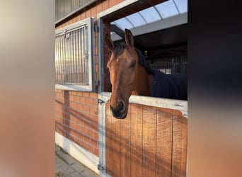 Wallach 7 Jahre