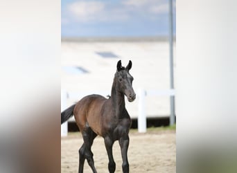 German Sport Horse, Stallion, 1 year, Gray, in Neustadt/Dosse,