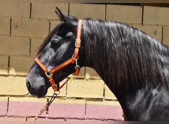 PRE, Semental, 5 años, 160 cm, Tordillo negro, in Provinz Granada