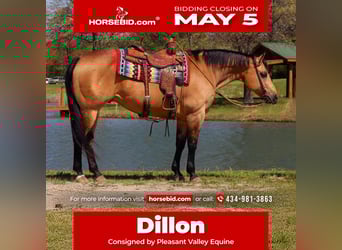 American Quarter Horse, Gelding, 7 years, 15 hh, Buckskin, in Robards, KY,