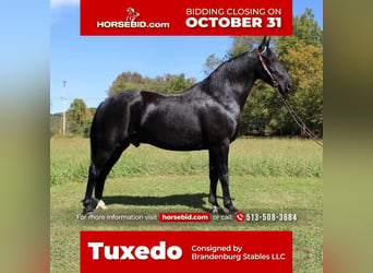 Kentucky Mountain Saddle Horse, Hongre, 10 Ans, 155 cm, Noir, in Moscow, OH,