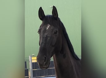 Gelding 16 years