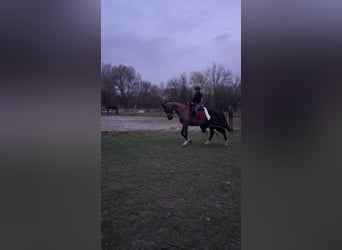 KWPN, Merrie, 16 Jaar, 166 cm, Donkerbruin, in Heusden zolder KWPN, Merrie, 16 Jaar, 166 cm, Donkerbruin, in Heusden zolder