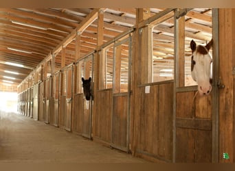Boxen frei auf TOP Reitanlage mit 2 Reithallen / Pferde ReHa / AQUA-Trainer