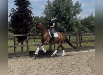 Oldenbourg, Jument, 4 Ans, 168 cm, Bai, in Meckenheimck