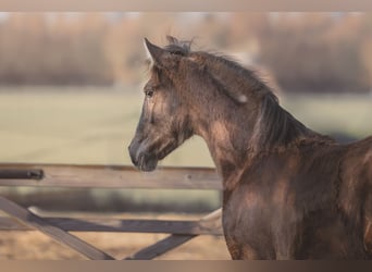 Spanish Sporthorse, Mare, 1 year, 14.2 hh, Black, in Aartrijke