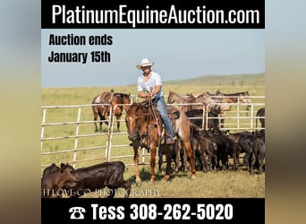 American Quarter Horse, Gelding, 9 years, 15 hh, Roan-Red, in THedford NEbraska,