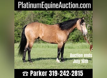 American Quarter Horse, Gelding, 11 years, 15.1 hh, Buckskin, in Somerset KY,