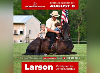 Friesian horses, Gelding, 6 years, Black, in Howard, PA,