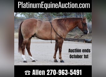 Quarter horse américain, Hongre, 10 Ans, 157 cm, Alezan dun, in Breckenridge TX,