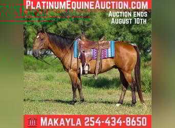 American Quarter Horse, Wallach, 6 Jahre, Falbe, in Mount Vernon