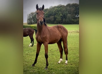 Westfaal, Hengst, 1 Jaar, 169 cm, Bruin, in Dörrmorschel,