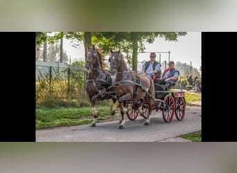 KWPN, Merrie, 17 Jaar, 158 cm, Vos, in Asten