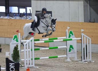 Holstein, Gelding, 11 years, 16,2 hh, Gray, in Winkel,