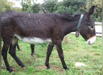 Donkey, Mare, 10 years, 14.1 hh, Black, in BERGA, BARCELONA,