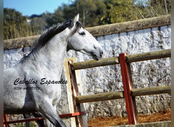 PRE Mix, Stallion, 5 years, 16 hh, Gray, in Vejer de la Frontera,