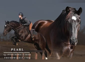 Trekpaard, Merrie, 4 Jaar, 157 cm, Zwart, in Stockdale, TX