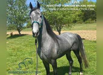 Tennessee Walking Horse, Wallach, 4 Jahre, 152 cm, Schimmel, in Albany, KY,