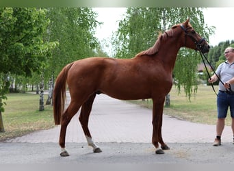 Sportivo Tedesco / Sportivo della Germania, Stallone, 3 Anni, 165 cm, Sauro, in GROTE-BROGEL