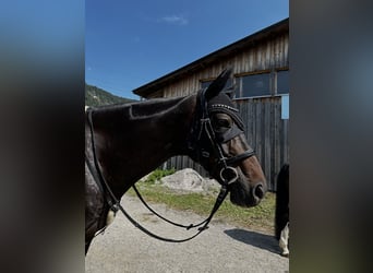 Wallach 14 Jahre