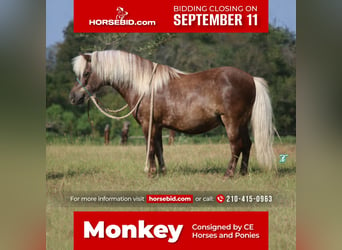 Plus de poneys/petits chevaux, Hongre, 13 Ans, 99 cm, Palomino, in Carthage, TX,