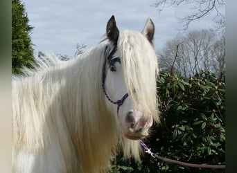 Tinker, Merrie, 7 Jaar, 138 cm, Gevlekt-paard, in Lathen,