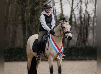 Connemara, Stute, 7 Jahre, 146 cm, Buckskin, in Bilthoven