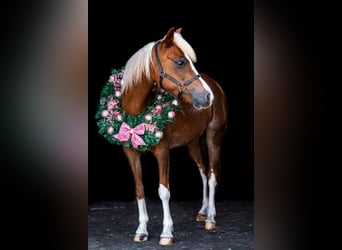 Welsh-B, Merrie, 13 Jaar, 120 cm, Lichtbruin, in Nieuw-Vennep