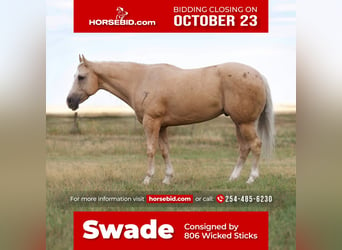 Quarter horse américain, Hongre, 7 Ans, 155 cm, Palomino, in Canyon,