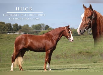 Tennessee Walking Horse, Wallach, 5 Jahre, 150 cm, Dunkelfuchs, in Parkers Lake, KY,