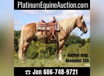 Quarter horse américain, Hongre, 10 Ans, 160 cm, Alezan cuivré, in Brookesville KY,