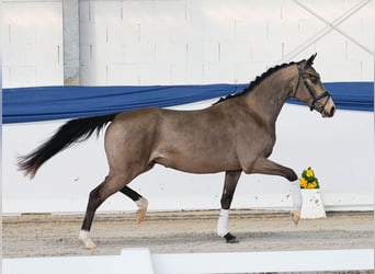 German Riding Pony, Stallion, 3 years, 14,3 hh, Dun, in Marsberg