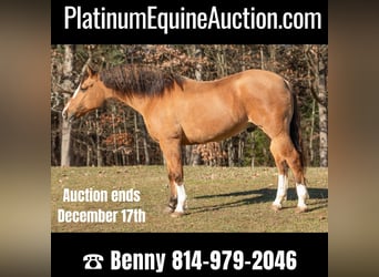 American Quarter Horse, Wallach, 9 Jahre, 147 cm, Buckskin, in Everett PA,